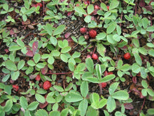 Load image into Gallery viewer, Fragaria virginiana (Wild Strawberry)

