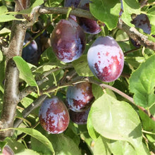 Load image into Gallery viewer, Plum Tree &#39;French Prune Semi-dwarf&#39;

