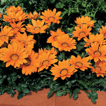 Load image into Gallery viewer, Gazania
