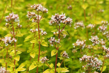 Load image into Gallery viewer, Oregano &#39;Golden&#39;
