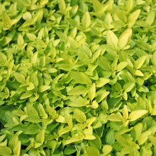 Load image into Gallery viewer, Oregano &#39;Golden&#39;
