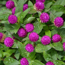 Load image into Gallery viewer, Gomphrena
