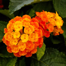Load image into Gallery viewer, Lantana

