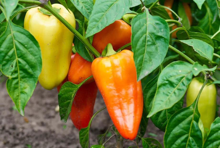 Pepper 'Mama Mia Giallo'