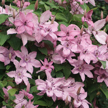 Load image into Gallery viewer, Clematis 'Hagley Hybrid'

