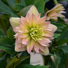 Load image into Gallery viewer, Helleborus Mother of the Bride
