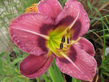 Load image into Gallery viewer, Daylily &#39;Always Afternoon&#39;
