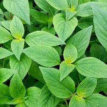 Load image into Gallery viewer, Pineapple Sage
