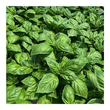 Load image into Gallery viewer, Herb Trio- Sweet Basil&#39;
