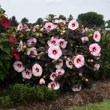 Load image into Gallery viewer, Hibiscus &#39;Perfect Storm&#39;
