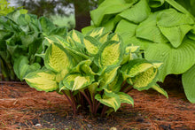 Load image into Gallery viewer, Hosta &#39;Island Breeze&#39;
