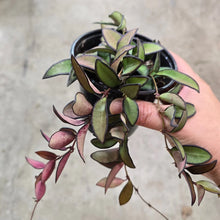 Load image into Gallery viewer, Hoya &#39;Rosita&#39;
