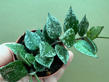 Load image into Gallery viewer, Hoya &#39;Splash&#39;
