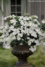 Load image into Gallery viewer, Hydrangea &#39;Fairytrail Bride&#39;
