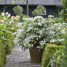 Load image into Gallery viewer, Hydrangea &#39;Fairytrail Bride&#39;
