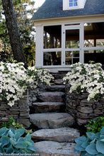 Load image into Gallery viewer, Hydrangea &#39;Fairytrail Bride&#39;
