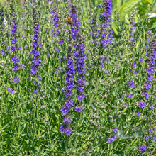 Load image into Gallery viewer, Hyssop
