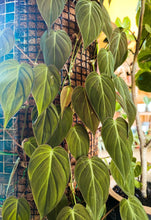 Load image into Gallery viewer, Philodendron Micans (Velvet Leaf)
