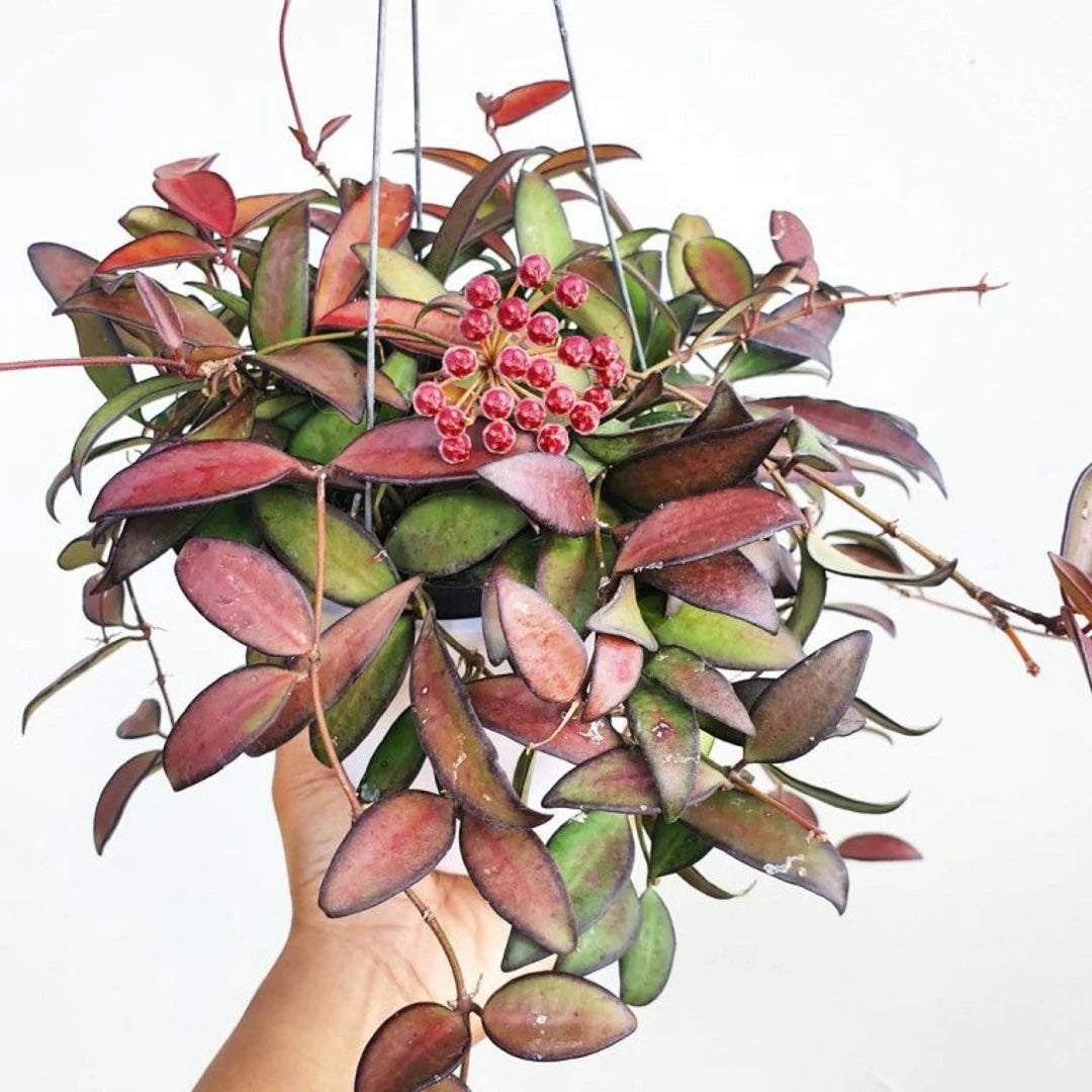 Hoya 'Rosita'