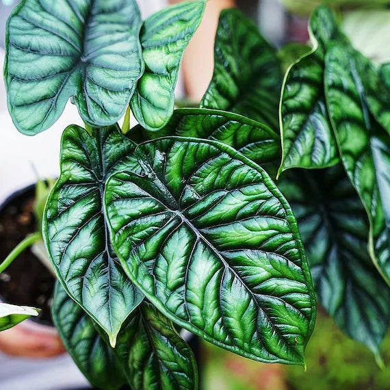 Alocasia 'Quilted Dreams'