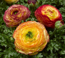 Load image into Gallery viewer, Ranunculus
