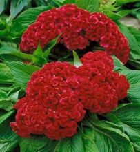 Load image into Gallery viewer, Celosia
