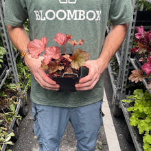 Load image into Gallery viewer, Heuchera &#39;Paprika&#39;
