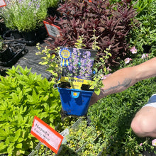Load image into Gallery viewer, Nepeta 'Early Bird'
