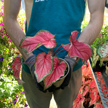 Load image into Gallery viewer, Caladium 'Puppy Love'
