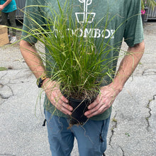 Load image into Gallery viewer, Pennisetum &#39;Hameln&#39; (Dwarf Fountain Grass)
