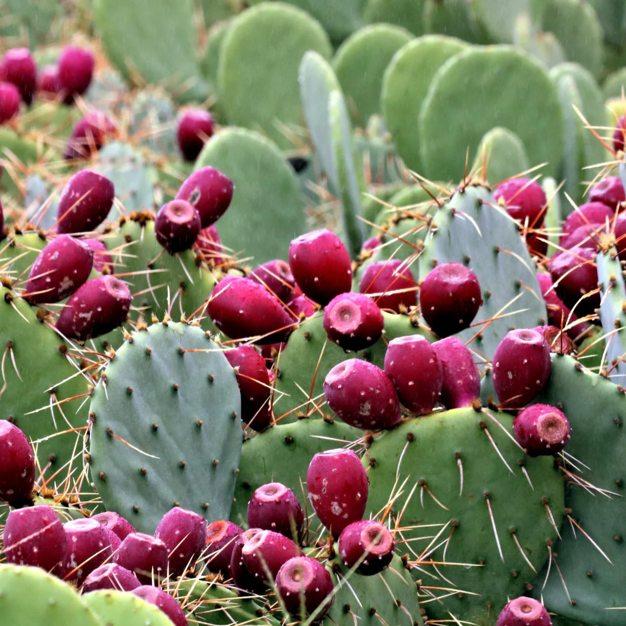 Eastern Prickly Pear Cactus (Optunia humifusa)