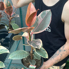 Load image into Gallery viewer, Rubber Tree &#39;Ruby&#39;
