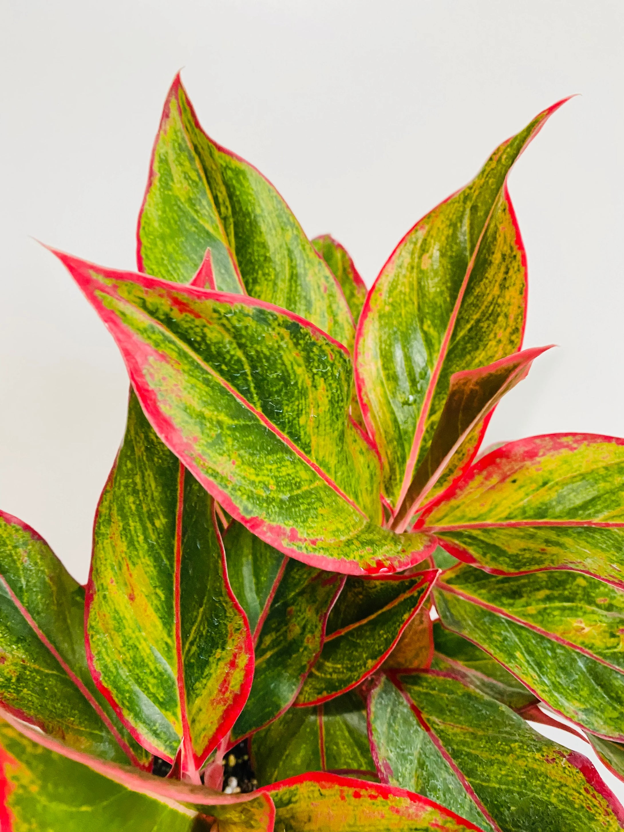 Aglaonema 'Red Creta'