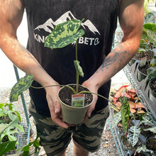 Load image into Gallery viewer, Alocasia &#39;Hilo Beauty&#39;
