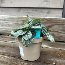 Load image into Gallery viewer, Peperomia Burbella
