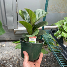Load image into Gallery viewer, Ficus &#39;Bambino&#39; (Little Fiddle Fig)
