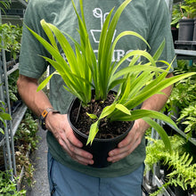 Load image into Gallery viewer, Iris cristata &#39;Powder Blue Giant&#39;
