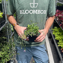 Load image into Gallery viewer, Campanula rotundifolia
