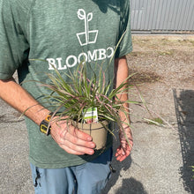 Load image into Gallery viewer, Pennisetum &#39;Fireworks&#39;
