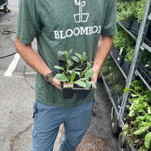 Load image into Gallery viewer, Kale &#39;Toscano Italian&#39; 6-pack
