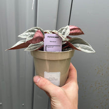 Load image into Gallery viewer, Peperomia Mendoza
