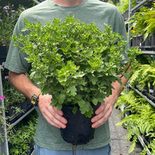 Load image into Gallery viewer, Hardy Chrysanthemum &#39;Fireworks Igloo&#39;
