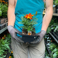 Load image into Gallery viewer, Marigold (French) &#39;Bonanza Bolero&#39;
