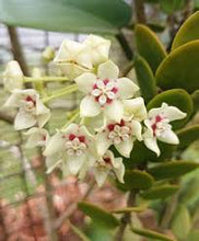 Load image into Gallery viewer, Hoya australis
