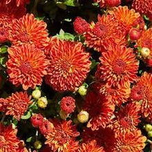 Load image into Gallery viewer, Hardy Chrysanthemum &#39;Harvest Igloo&#39;
