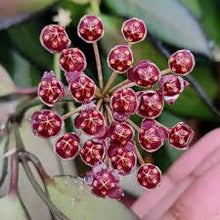 Load image into Gallery viewer, Hoya &#39;Rosita&#39;
