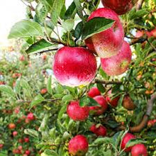 Load image into Gallery viewer, Apple Tree 'Pink Lady Dwarf'
