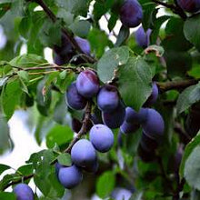 Load image into Gallery viewer, Plum Tree 'Stanley Prune'
