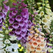 Load image into Gallery viewer, Ultimate Cut Flower Garden Pack
