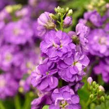 Load image into Gallery viewer, Ultimate Cut Flower Garden Pack
